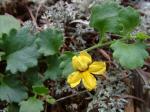 : - Goodenia rotundifolia