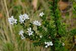 : - Epacris breviflora