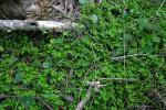 : - Leptinella longipes