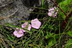 : - Convolvulus erubescens