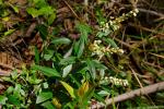 : - Gaultheria appressa
