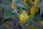 : - Lagascea decipiens
