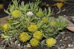 : - Leucospermum prostratum