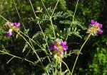: - Dalea foliosa