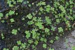 Vierblättriger Kleefarn - Marsilea quadrifolia