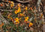: - Mirbelia oxylobioides