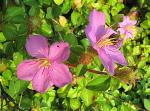 : - Dissotis rotundifolia