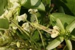 : - Bauhinia bassacensis