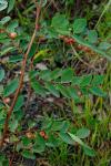 : - Breynia oblongifolia