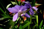 :-Cattleya loddigesii