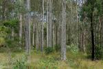 : - Corymbia maculata