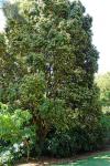: - Eugenia aeruginea