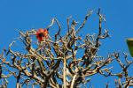 Küsten-Korallenbaum-Erythrina caffra