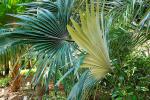 : - Guihaia argyrata