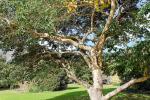 : - Ilex rotunda