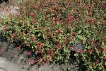 Indischer Bleiwurz - Plumbago indica