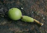 : - Podocarpus neriifolius