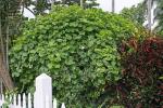 : - Polyscias balfouriana