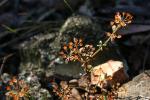 : - Pomax umbellata