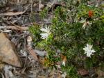 : - Pseudanthus pimeleoides