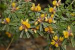 : - Pultenaea retusa