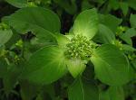Poinsettien-Wolfsmilch - Euphorbia heterophylla