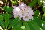 :-Rhododendron sutchuenense