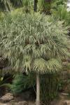 : - Copernicia alba
