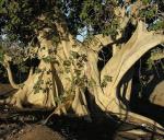 : - Ficus citrifolia