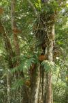 : - Drynaria quercifolia