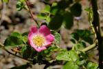 Wein-Rose - Rosa rubiginosa