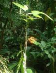 : - Geonoma congesta
