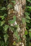 : - Pachypleuria repens