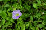 Ganges-Primel - Asystasia gangetica