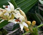 : - Coelogyne asperata