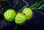 :-Asclepias physocarpa