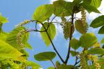 Davids-Ahorn - Acer davidii