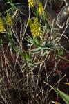 : - Aloe tenuior