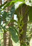 : - Brassaiopsis fatsioides
