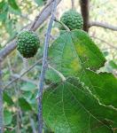 : - Guazuma ulmifolia