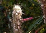 : - Cleistocactus hyalacanthus