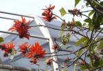 : - Erythrina lysistemon