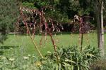 : - Beschorneria septentrionalis