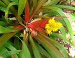 :-Guzmania zahnii