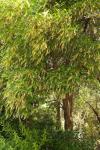 : - Citharexylum montevidense