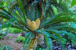 : - Encephalartos altensteinii