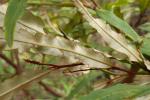 : - Grevillea longifolia