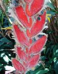 :-Heliconia danielsiana