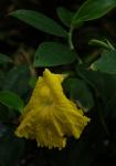 : - Monocostus uniflorus