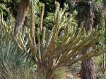: - Myrtillocactus schenckii
